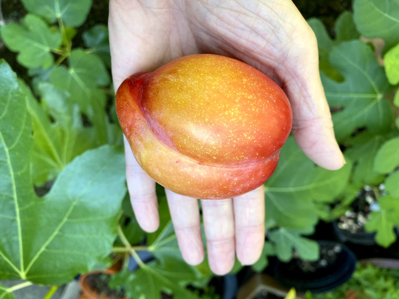 European Plum Cuttings – Prunus domestica – 2 Fresh Cuttings for Fruit Trees & Edible Landscaping