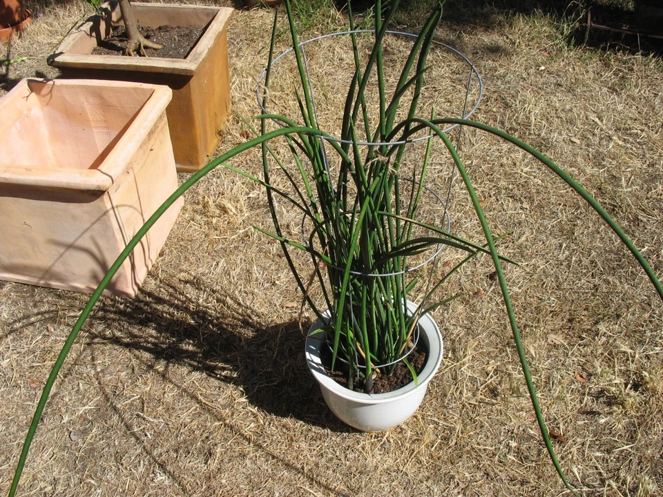 Sansevieria Lancia Cuttings – Rare Snake Plant Variety, 3 Rooted Cuttings for Easy Propagation