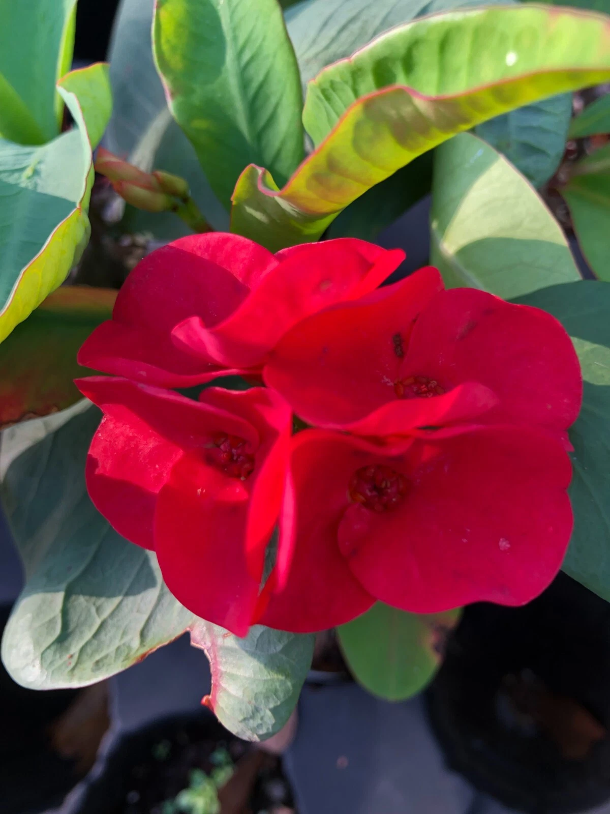 Crown of Thorns Euphorbia milii Rooted Cutting – Thai Hybrid Red Flower Succulent Plant for Planting