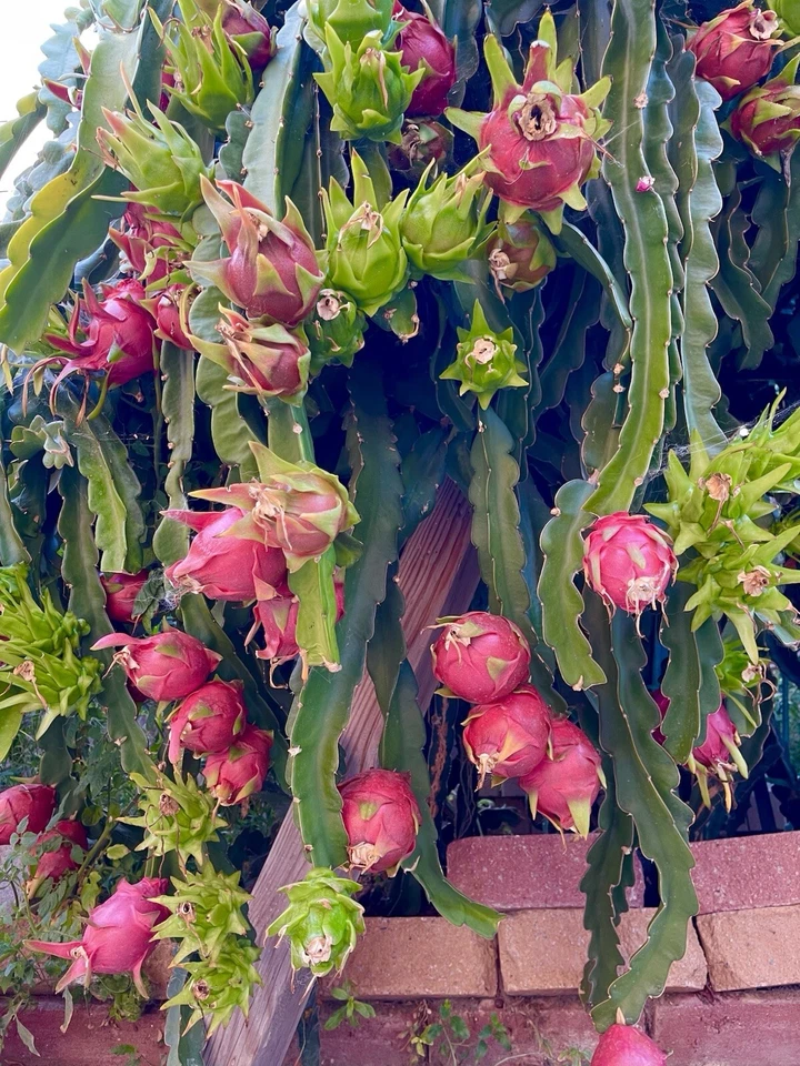 American Beauty Dragon Fruit Cuttings – 2 Unrooted Cuttings 8–10 Inches, Red Flesh Pitaya Cactus for Propagation
