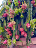 American Beauty Dragon Fruit Cuttings – 2 Unrooted Cuttings 8–10 Inches, Red Flesh Pitaya Cactus for Propagation