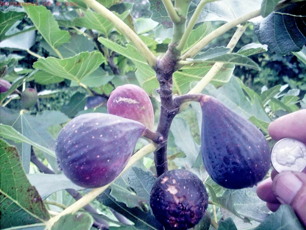 Nero 600M Fig Tree Cuttings – 25 Fresh Hardwood Stems for Rooting – Cold Hardy Productive Variety