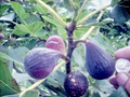 Nero 600M Fig Tree Cuttings – 25 Fresh Hardwood Stems for Rooting – Cold Hardy Productive Variety