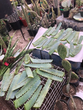 Aloe arborescens Leaves – 14oz Fresh Cut Leaves from Mature 10-Year Plant – Live Botanical Material