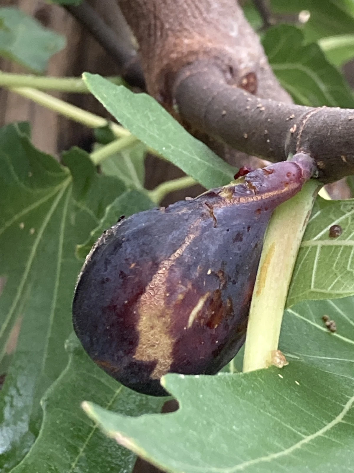 Greek Isles Black Jack Fig Tree Cuttings – 10 Unrooted Scions for Propagation, Ficus carica