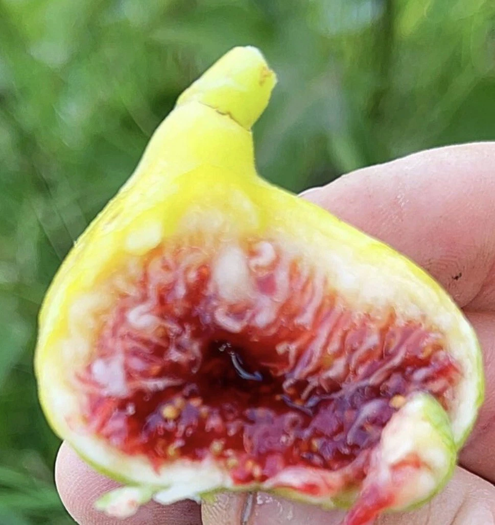 White Adriatic Fig Tree Cuttings – 3 Live Fig Cuttings for Planting, Ficus Carica Variety