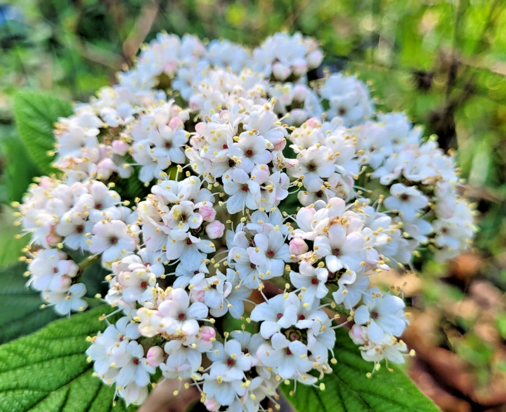 Viburnum ‘Allegheny’ Cuttings for Planting – 6 Flowering Shrub Cuttings, Viburnum x rhytidophylloides (Unrooted)