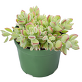 Cotyledon pendens – Rare Trailing Succulent, Rooted in 4" Pot, Live Hanging Plant for Indoor Decor & Collections
