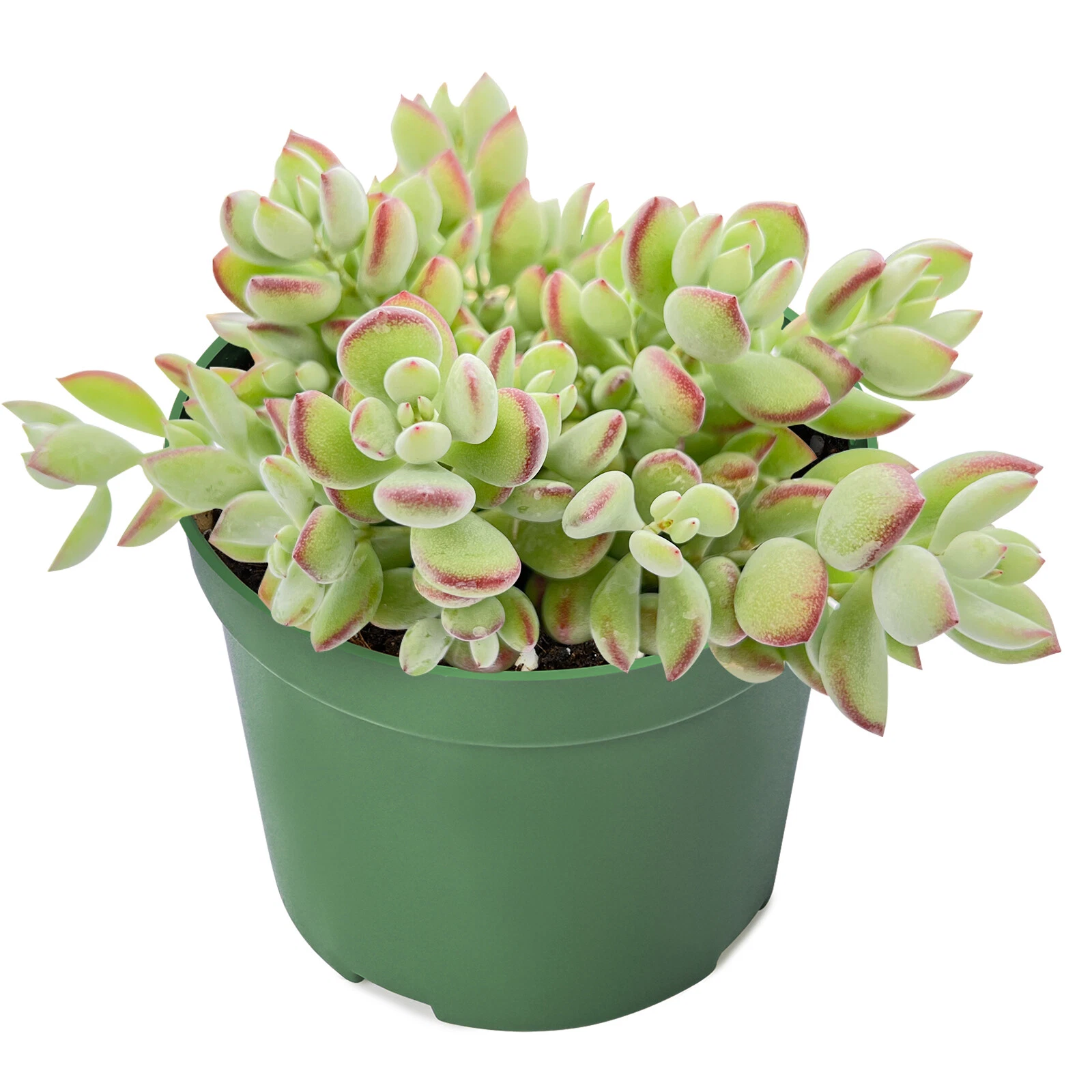 Cotyledon pendens – Rare Trailing Succulent, Rooted in 4" Pot, Live Hanging Plant for Indoor Decor & Collections