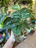 Silver Pothos Cuttings – Scindapsus pictus ‘Argyraeus’ – 4 Single Node Leaf Cuttings for Propagation