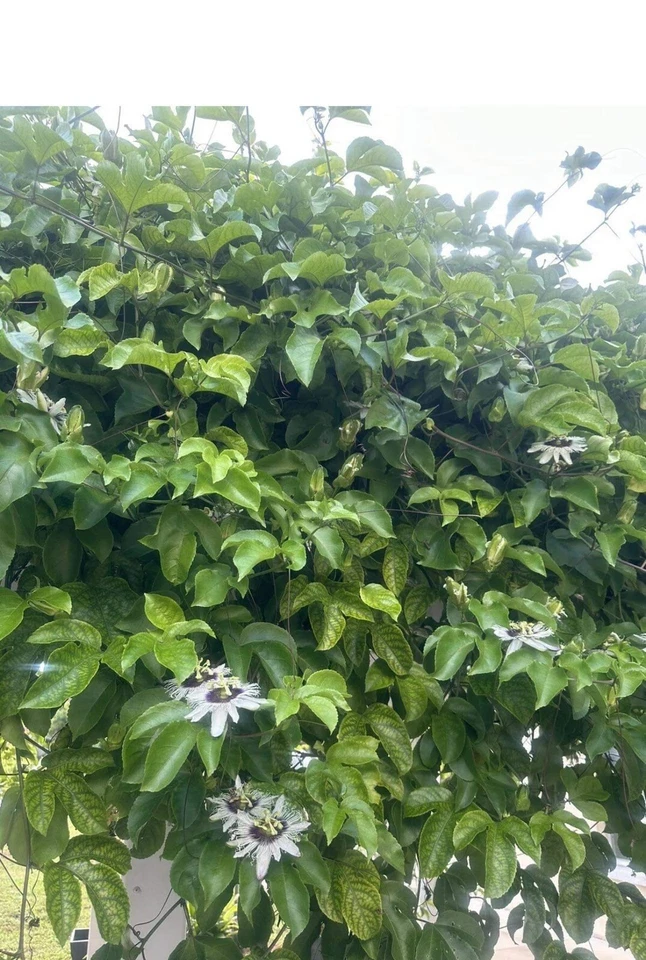 Passiflora edulis Passion Fruit Cuttings – 10 Fresh 8–10” Vine Pieces, Unrooted Plant Material for Growing Tropical Fruit Vines
