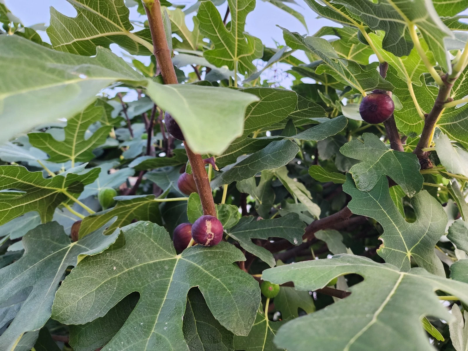 Fig Tree Cuttings Italian Ponza – 6 Live Fig Cuttings for Planting, Ficus Carica Variety