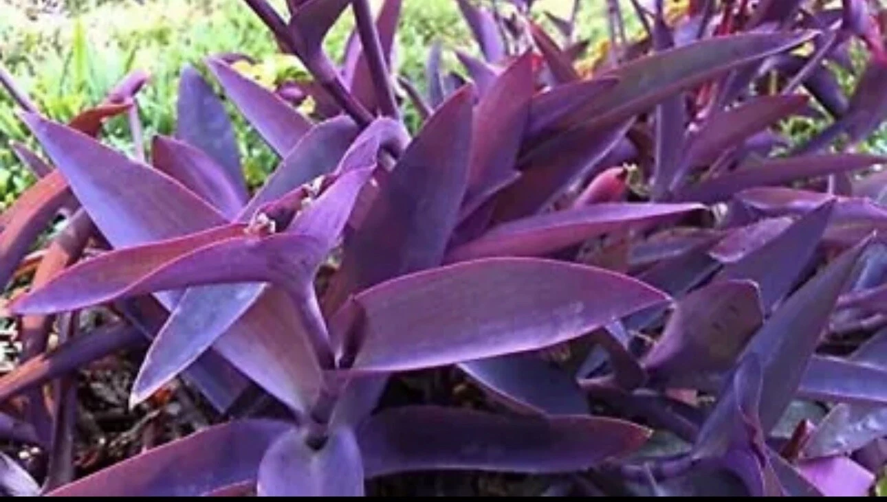 Purple Heart Plant Cuttings – 5 Unrooted Tradescantia Pallida Cuttings – Purple Wandering Jew Starter Plants