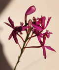 Epidendrum Radicans Fire Star Orchid – Purple Lavender Bloom – 1 Rooted Keiki Starter Plant