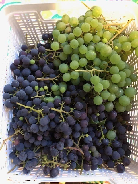 Grape Cuttings – 25 Assorted Vitis Cuttings from Different Varieties – Unrooted Hardwood Cuttings