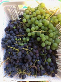 Grape Cuttings – 25 Assorted Vitis Cuttings from Different Varieties – Unrooted Hardwood Cuttings