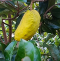 Olosapo Cutting – Couepia polyandra Fresh 6+ Inch Unrooted Stem Cutting from Mother Tree for Growing