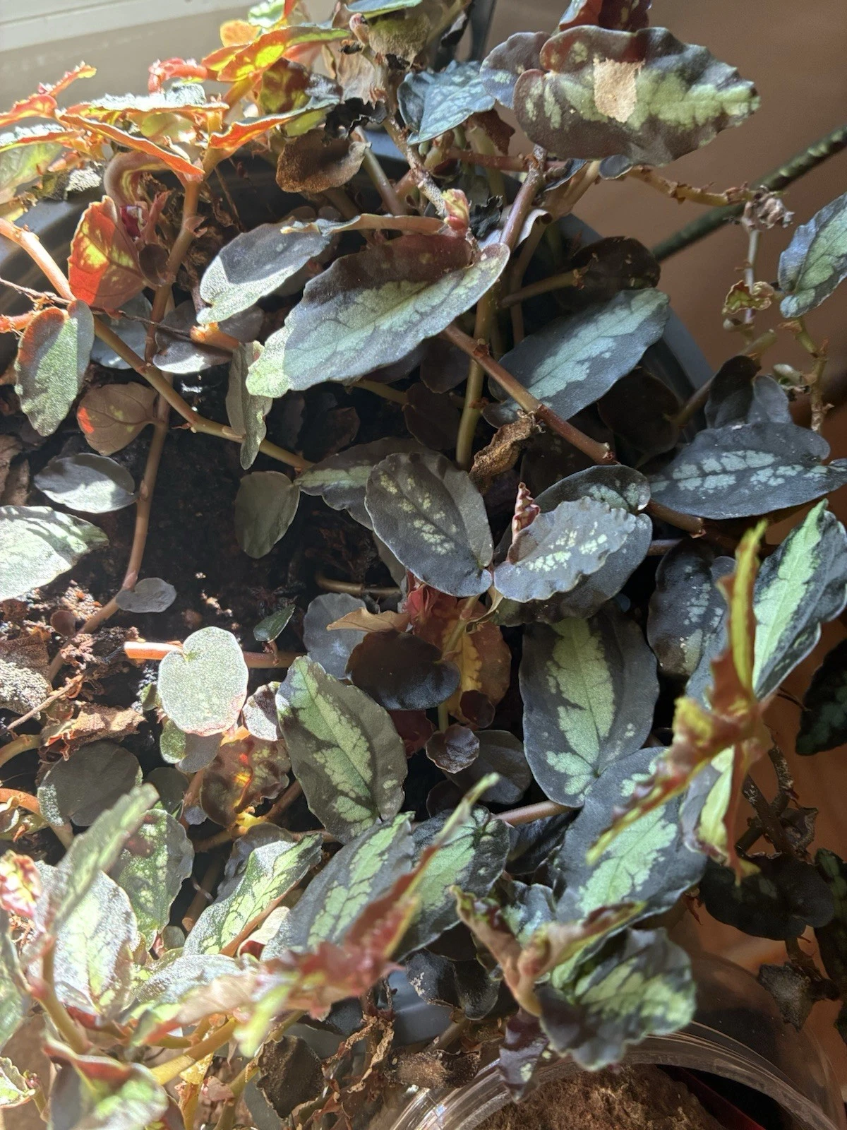 Pellionia Repens Trailing Houseplant – Polynesian Ivy Watermelon Vine Indoor Plant for Hanging Pots