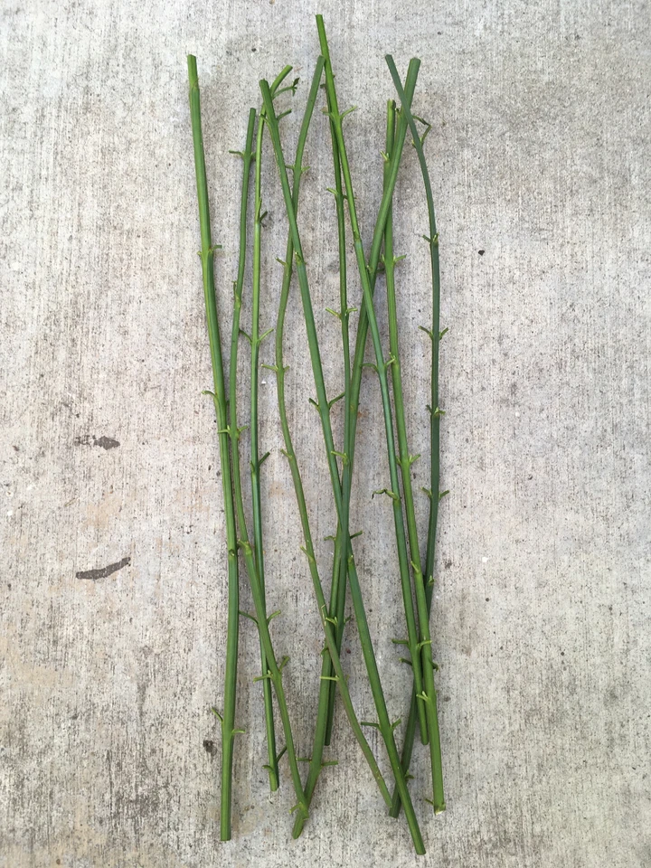 Winter Jasmine Cuttings – 5 Unrooted Jasminum Nudiflorum Cuttings 12 Inch for Planting, Yellow Flowering Vine