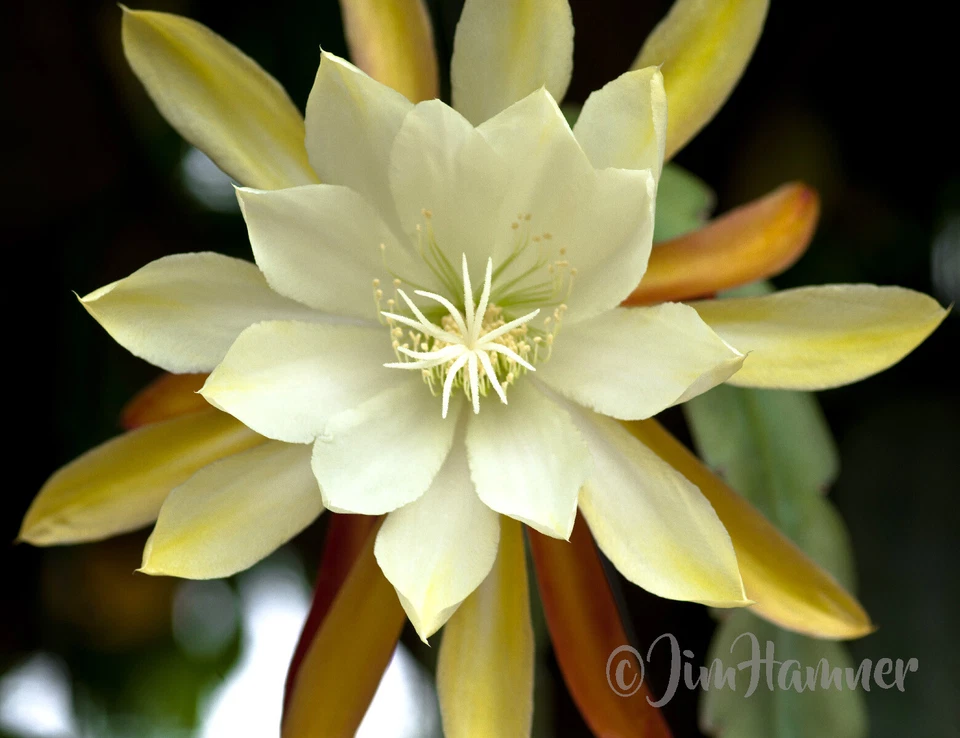 Vista Sun Epiphyllum Orchid Cactus Cutting – 8–10 Inch Live Epiphyllum Cutting for Propagation, Hanging Cactus