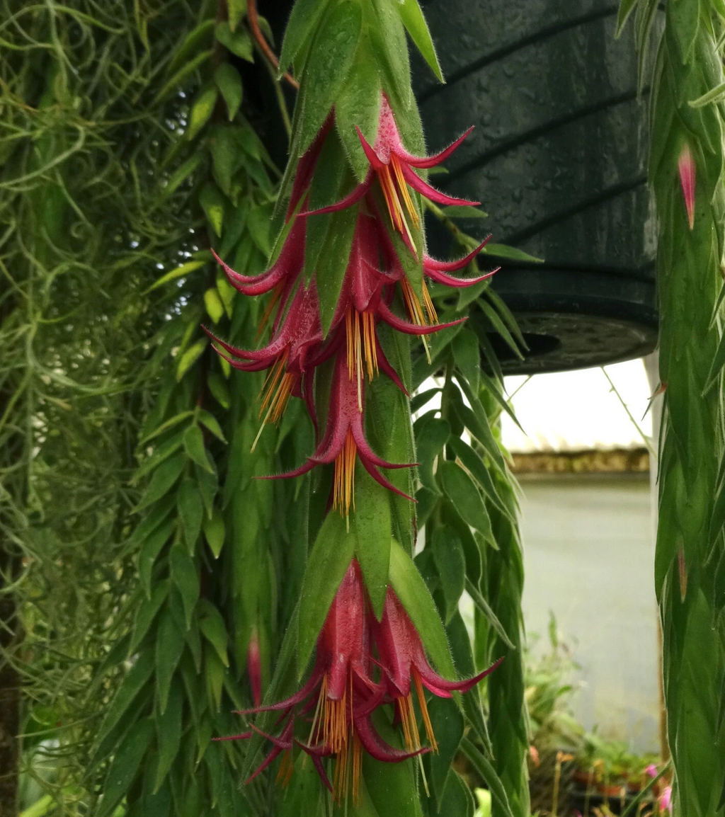 Ceratostema rauhii Live Plant – Neotropical Ornamental Vine for Hanging Baskets