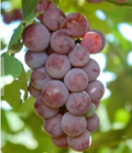 Somerset Seedless Grape Cuttings – 6 Unrooted Vitis Cuttings for Rooting, Cold Hardy Grape Vine Propagation