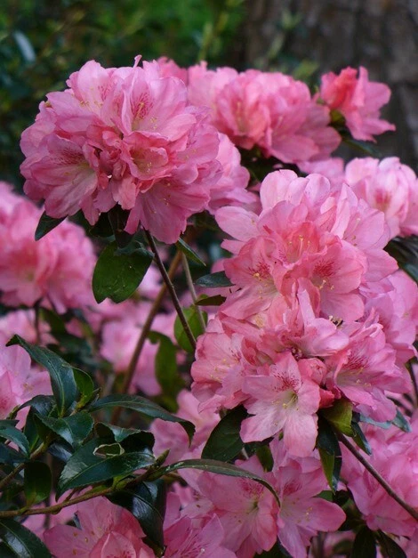 Hampton Beauty Azalea Starter Plant – Deciduous Rhododendron Shrub for Garden or Container