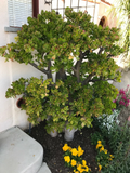 Crassula Ovata Jade Plant Cutting – Large 8" Deep Green Branching Succulent, Live 1 Cutting for Easy Rooting and Indoor Growing