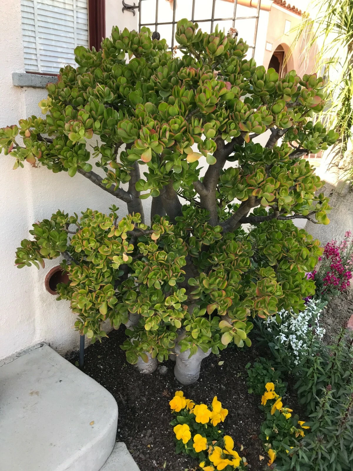 Crassula Ovata Jade Plant Cutting – Large 8" Deep Green Branching Succulent, Live 1 Cutting for Easy Rooting and Indoor Growing