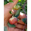 Chico Jujube Tree Cuttings – 2 Fresh 8" Thin Scionwood Pieces for Grafting – No Root Scion Budwood