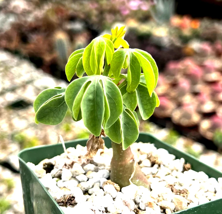 Adenia glauca – Rare Succulent Caudex Plant in 3.5" Pot | Unique Climbing Houseplant for Indoor Growing