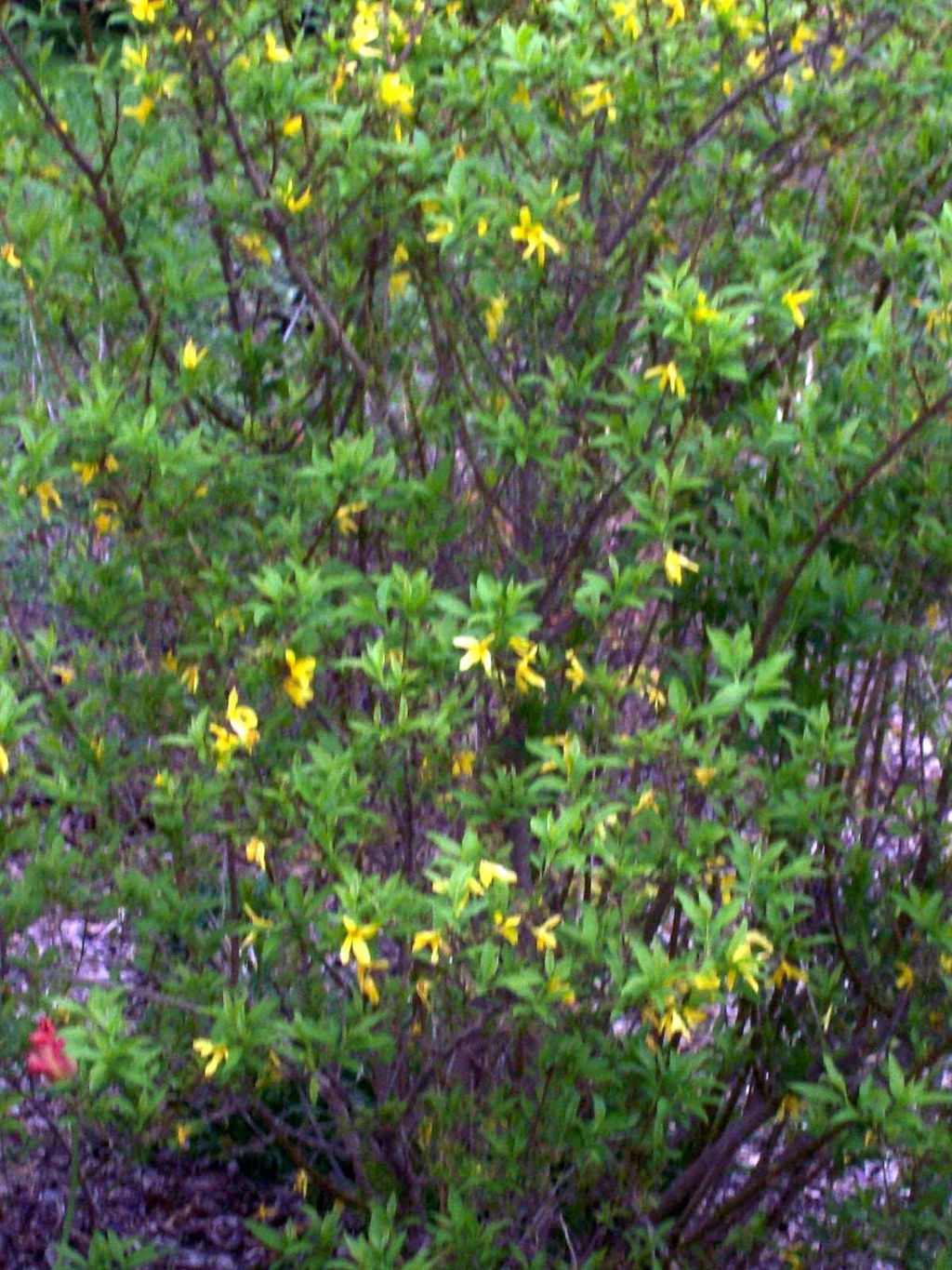 Forsythia Bush Cuttings – Set of 12 Unrooted Forsythia Cuttings 6–8 Inches Long, Flowering Shrub for Propagation