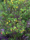 Forsythia Bush Cuttings – Set of 12 Unrooted Forsythia Cuttings 6–8 Inches Long, Flowering Shrub for Propagation