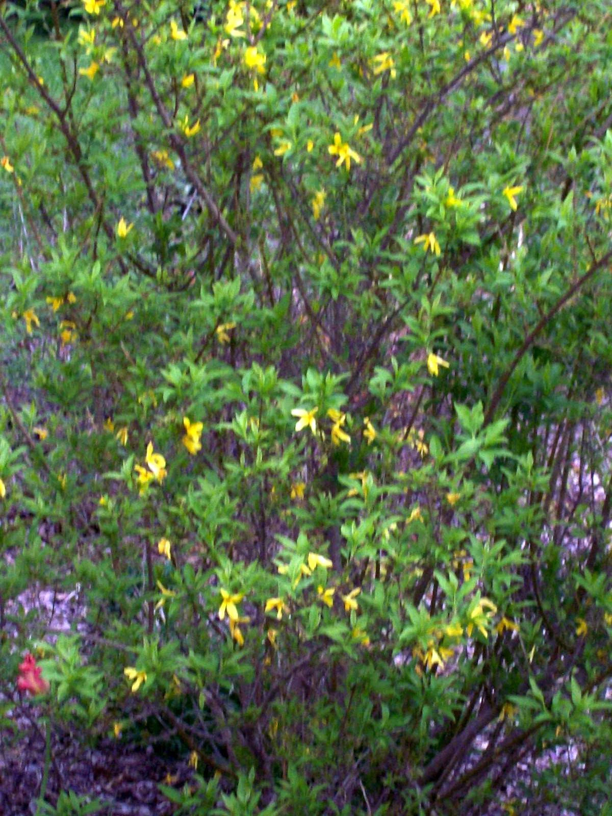 Forsythia Bush Cuttings – Set of 12 Unrooted Forsythia Cuttings 6–8 Inches Long, Flowering Shrub for Propagation