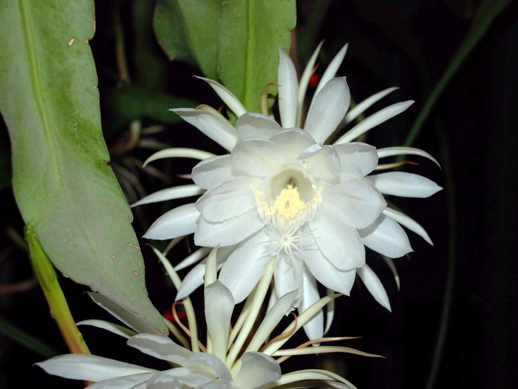 Epiphyllum Oxypetalum Live Plant – Queen of the Night Orchid Cactus for Indoor or Container Growing