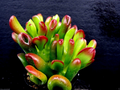 Ogre Ears Jade Plant Cutting – Crassula Ovata ‘Gollum’ Succulent Stem with Reddish Tips, Live Unrooted Cutting