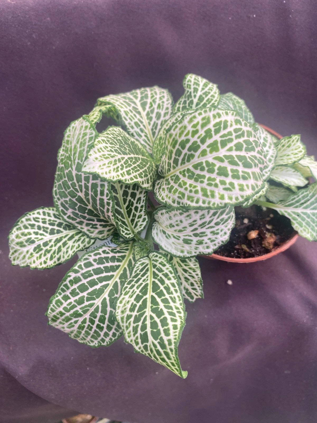 Fittonia ‘Purple Snow Anne’ Live Plant – Rooted Nerve Plant in 3 Inch Pot