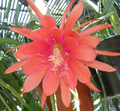 Epiphyllum Peggy Williams Orchid Cactus – Unrooted Cutting – Trailing Epiphytic Cactus Starter