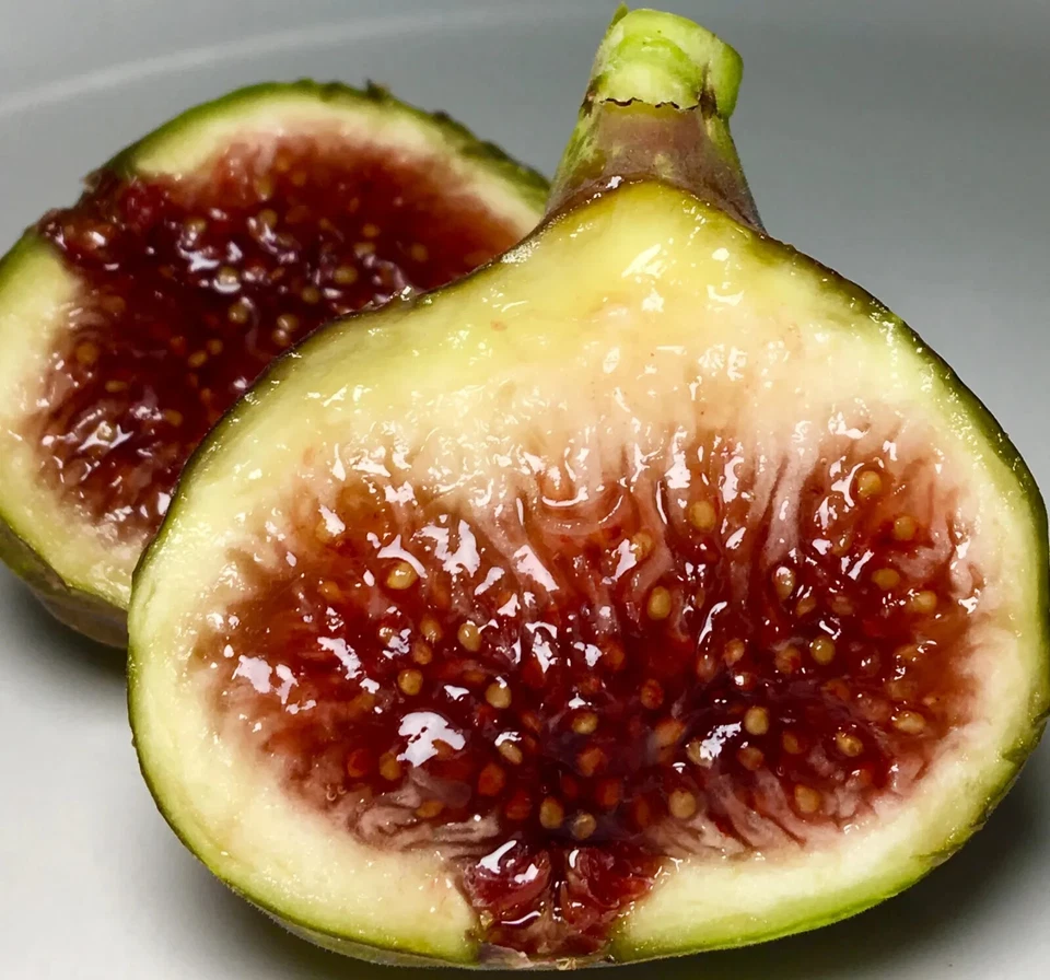 Smith Fig Cutting – Ficus carica Fruit Tree Cutting for Containers or Garden, 1 Unrooted Fig Cutting