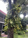 Golden Pothos Cuttings – 5 Fresh Unrooted Cuttings, Epipremnum Aureum Houseplant for Propagation