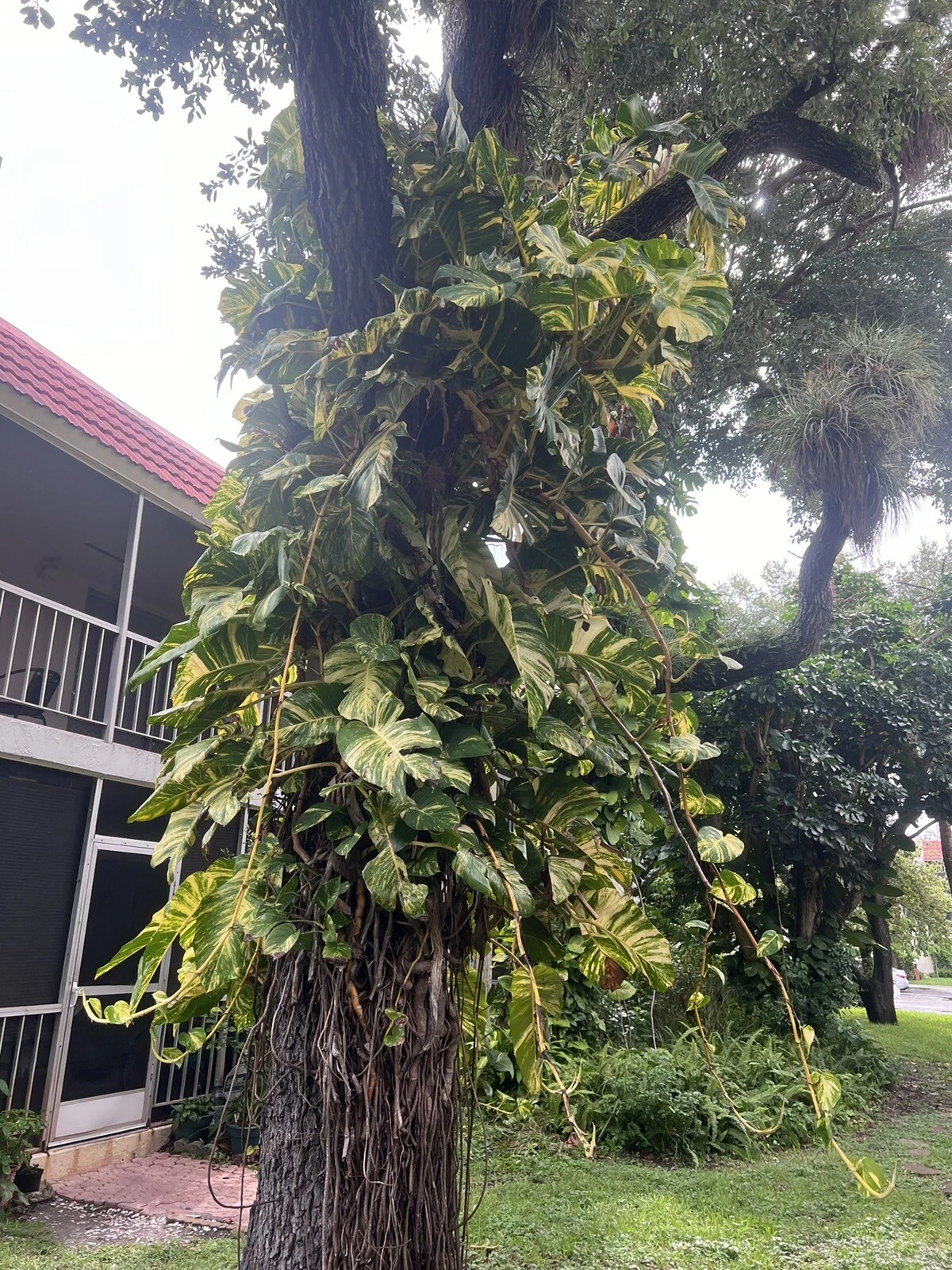 Golden Pothos Cuttings – 5 Fresh Unrooted Cuttings, Epipremnum Aureum Houseplant for Propagation