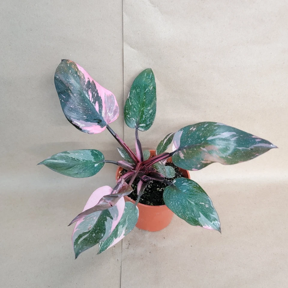 Philodendron Pink Princess Marble Galaxy Live Aroid Plant in 4 Inch Pot for Indoor Growing