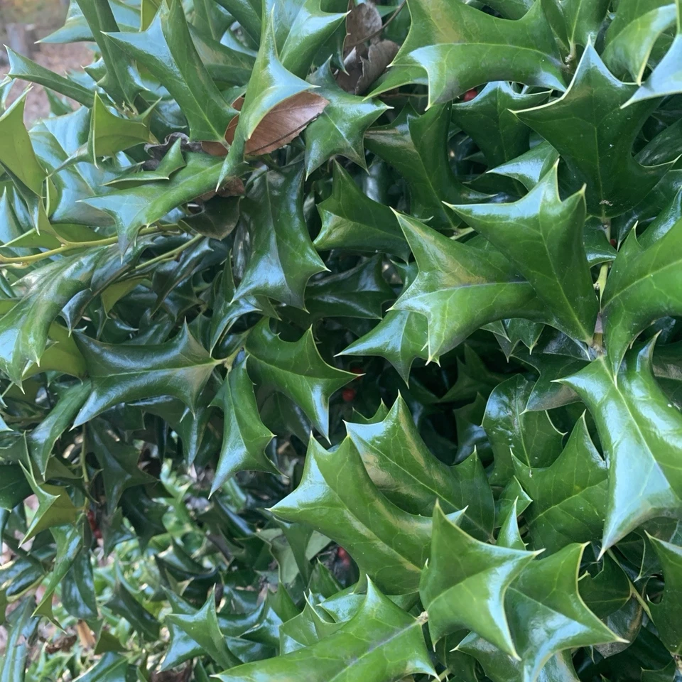 Chinese Holly Cuttings – 5 Unrooted Ilex cornuta Cuttings 6–8 Inches Long for Propagation