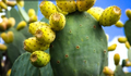 Prickly Pear Cactus Plant – Live Opuntia with Orange, Pink & Yellow Blooms, Edible Fruit Variety for Gardens & Pots