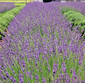 Phenomenal Lavender Live Plant – Healthy Starter, Lavandula intermedia Phenomenal, Hardy Perennial Herb for Garden
