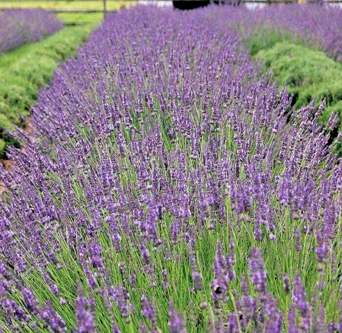 Phenomenal Lavender Live Plant – Healthy Starter, Lavandula intermedia Phenomenal, Hardy Perennial Herb for Garden