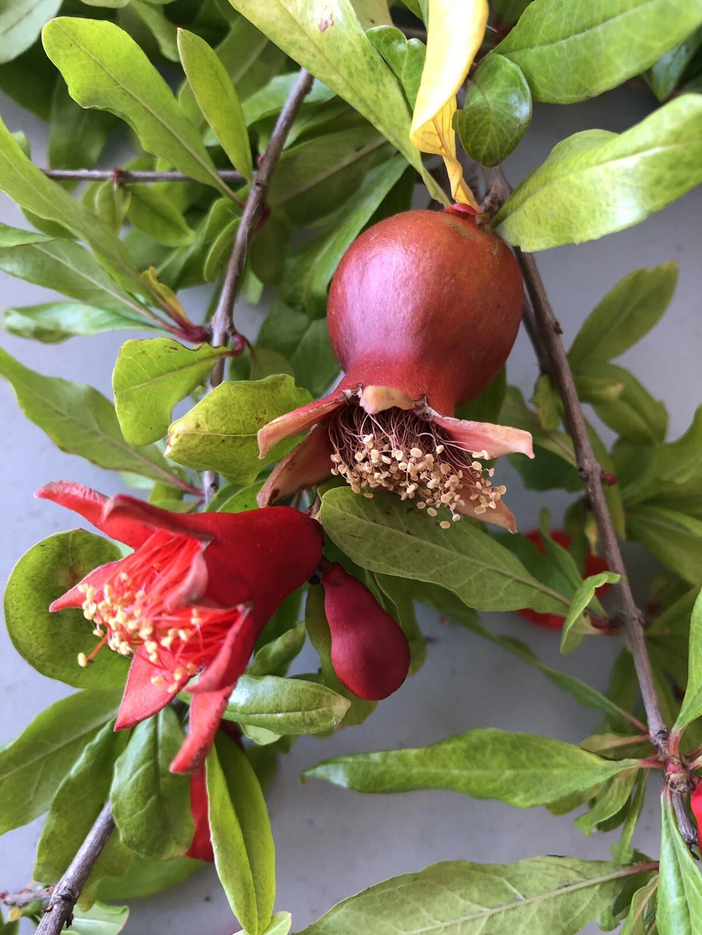 Wonderful Pomegranate Cuttings for Planting – 4 Fresh Punica Granatum Stems from Mature Plant