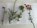Christmas Cholla Cactus Cuttings – 4 Cylindropuntia Leptocaulis Segments – Tasajillo Desert Cactus