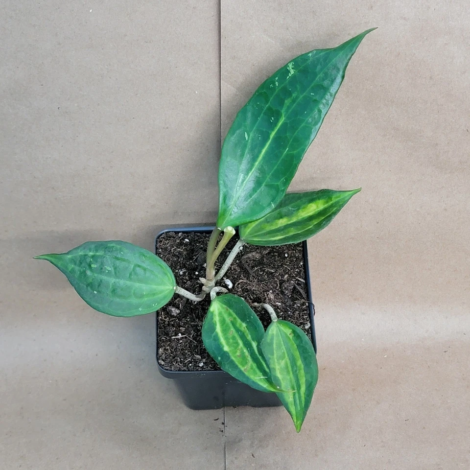 Hoya Macrophylla Reverse Pot of Gold – Variegated Live Plant in 4 Inch Pot, Tropical Indoor Houseplant