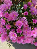 Magenta Ice Plant Cuttings – 10 Unrooted Delosperma Cooperi Cuttings, Hardy Ground Cover Succulent